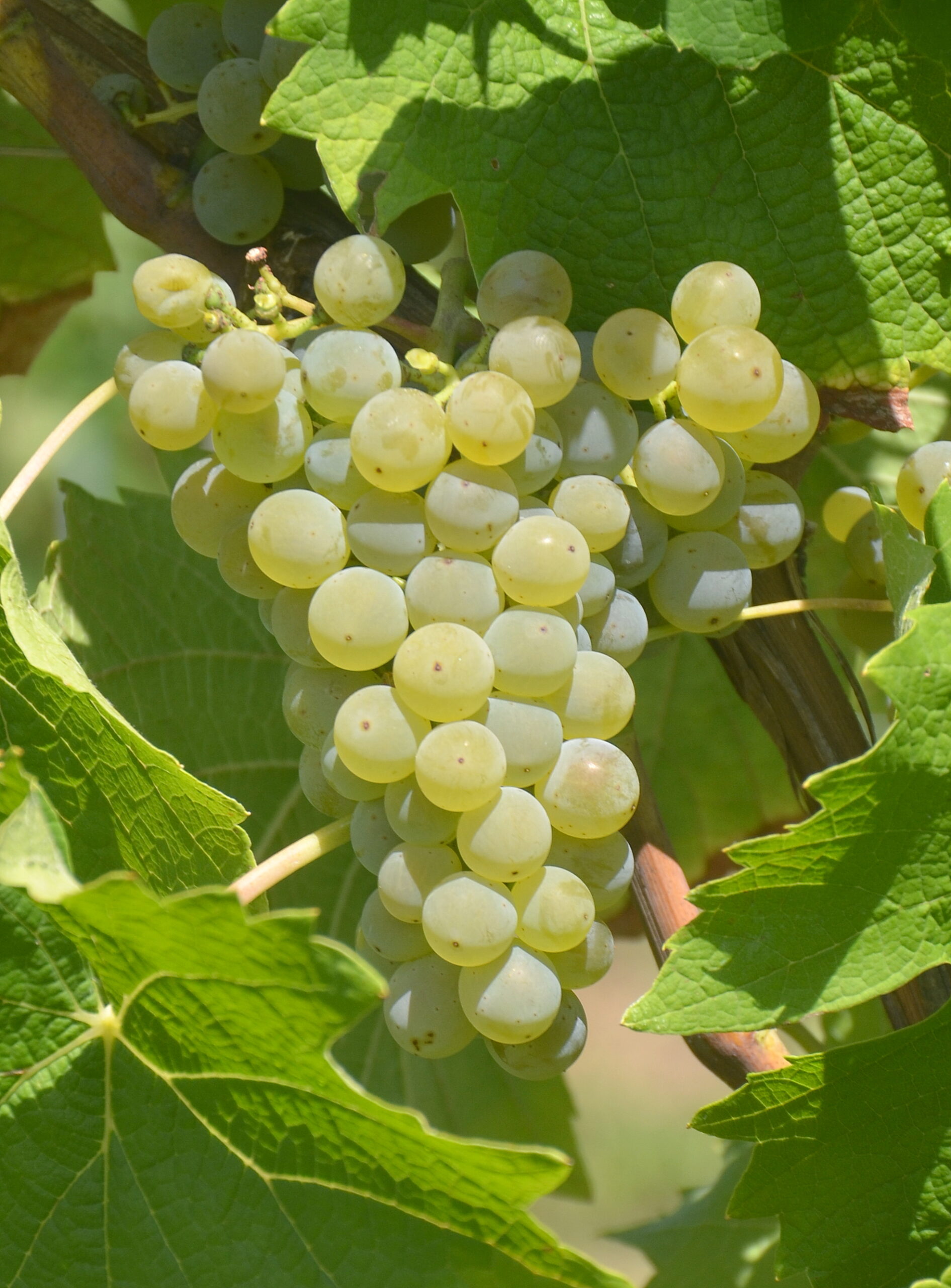 Vinplante Selenor SO4- ResDur2 – 500 stk – ny polyresistent fransk hvid druesort – 1-årig barrodsplante (Jenny, Sigolsheim,  & Mercier Fréres, Vix, Frankrig)